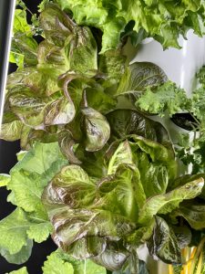 Close up photo of lettuce greens on the Tower Garden.