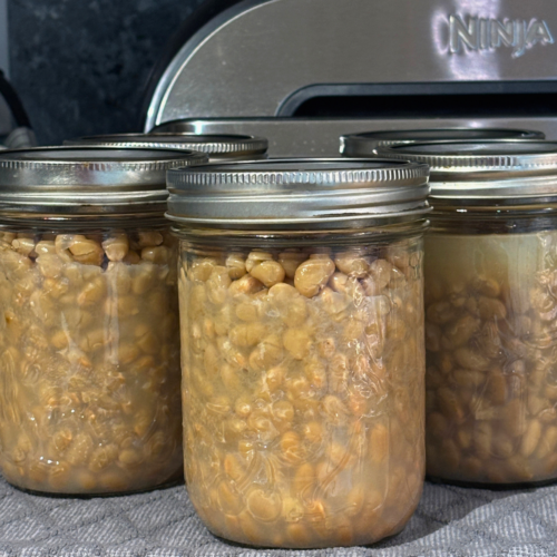 Pint jars of canned dry beans on a counter.